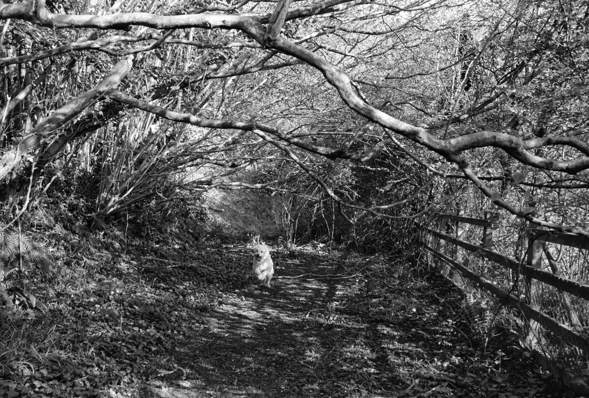A small white dog standing on a leaf-strewn path beneath a low tangle of bare branches, black and white, with a post and rail fence running away to the right.