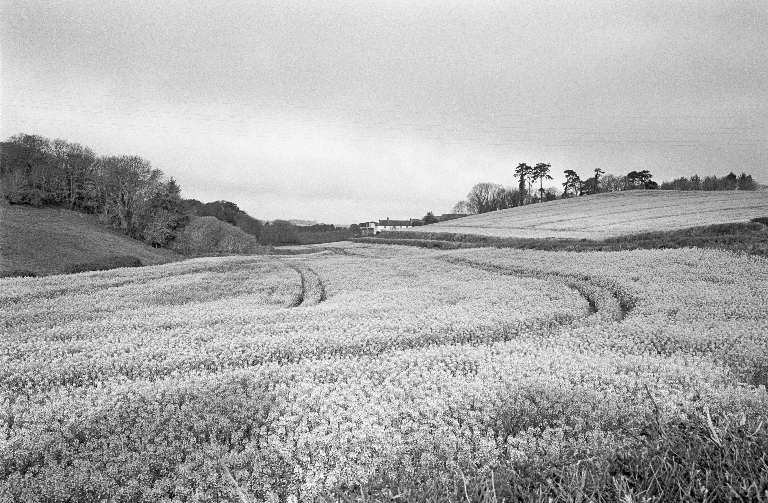 A field of flowering crop in black and white with tractor tramlines curving through it, farm buildings and a stand of pines on the ridge beyond.