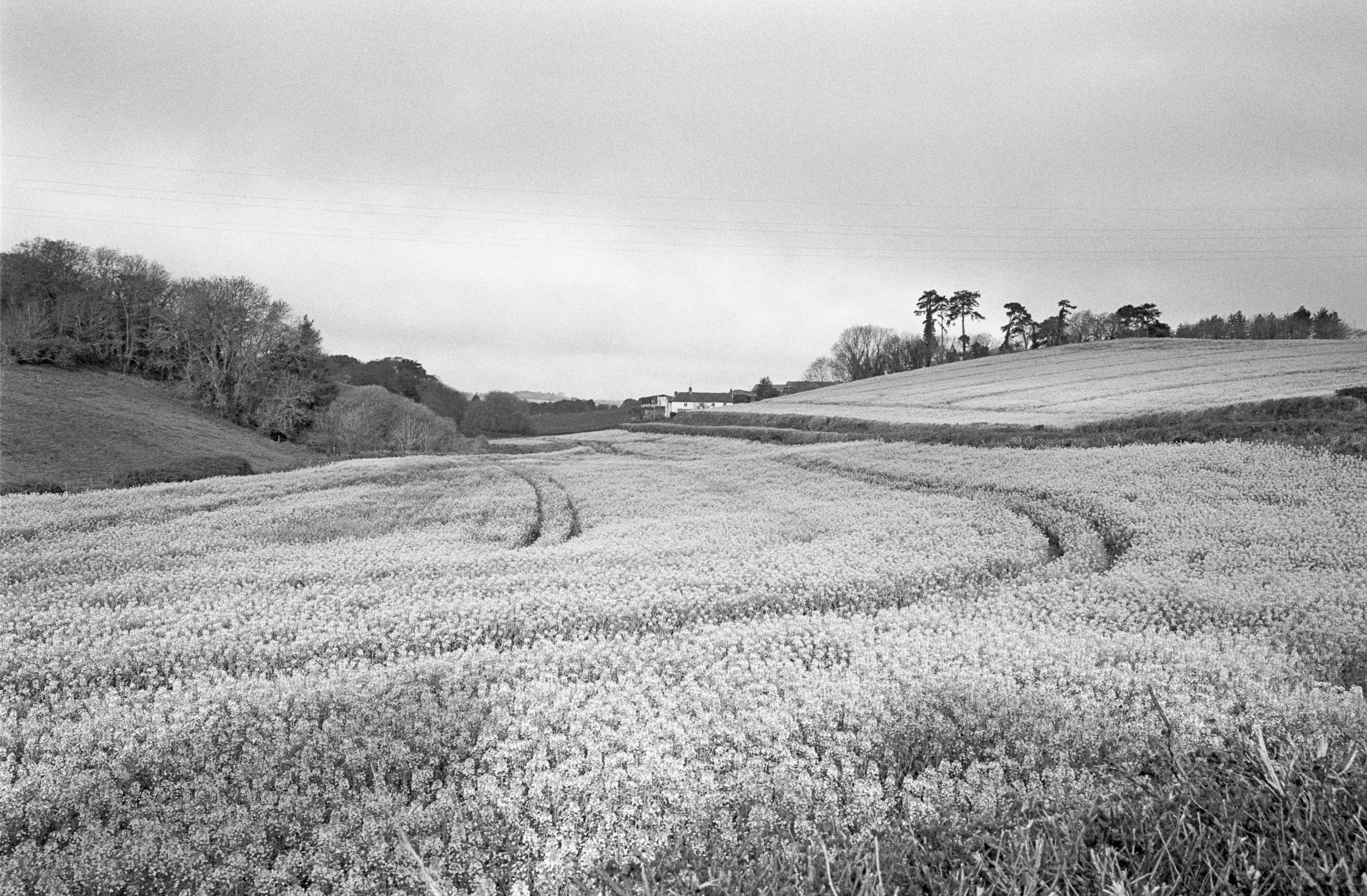 A field of flowering crop in black and white with tractor tramlines curving through it, farm buildings and a stand of pines on the ridge beyond.