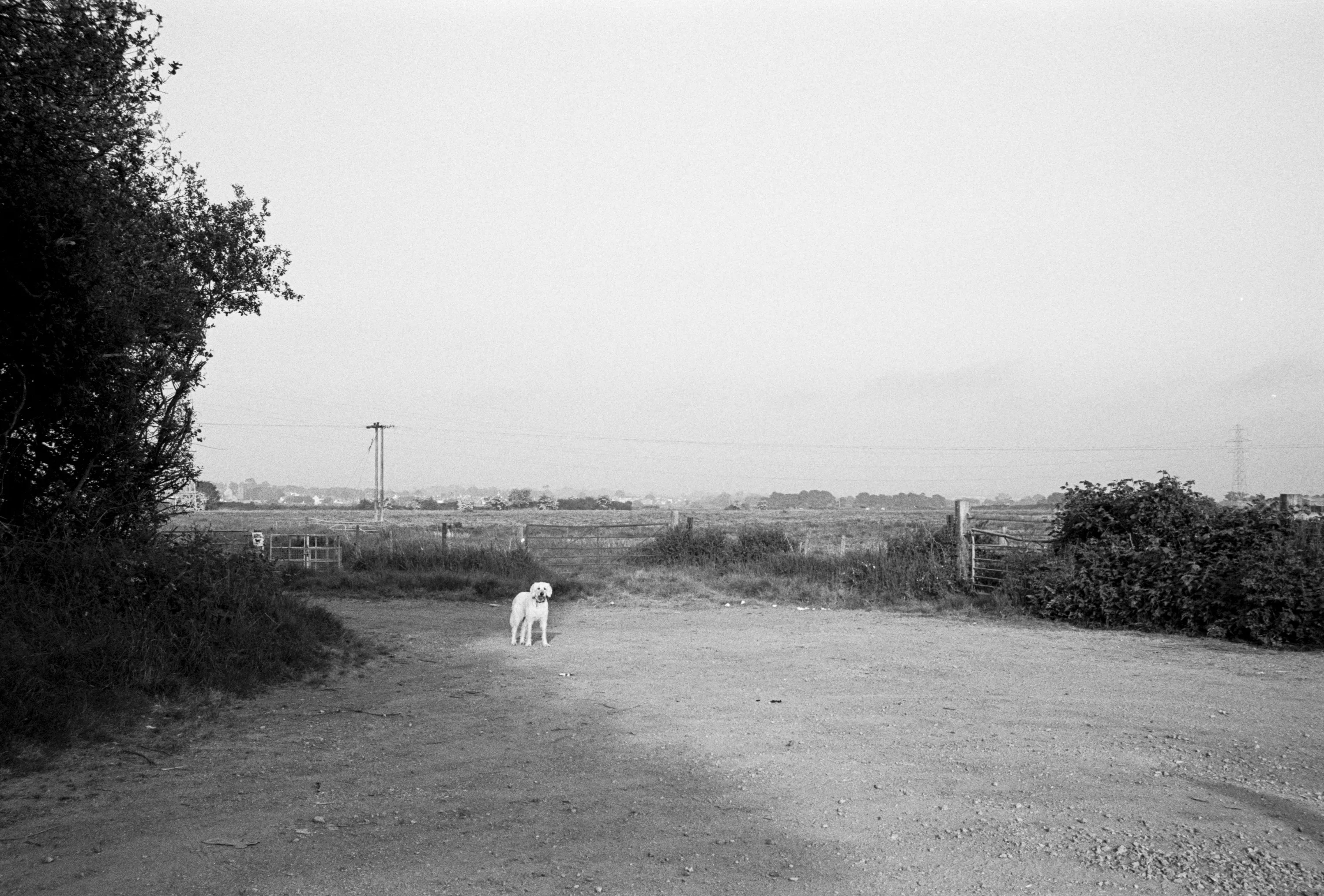 A white dog standing alone on a wide dirt track between hedgerows, black and white, with a telegraph pole and flat open country stretching away behind.