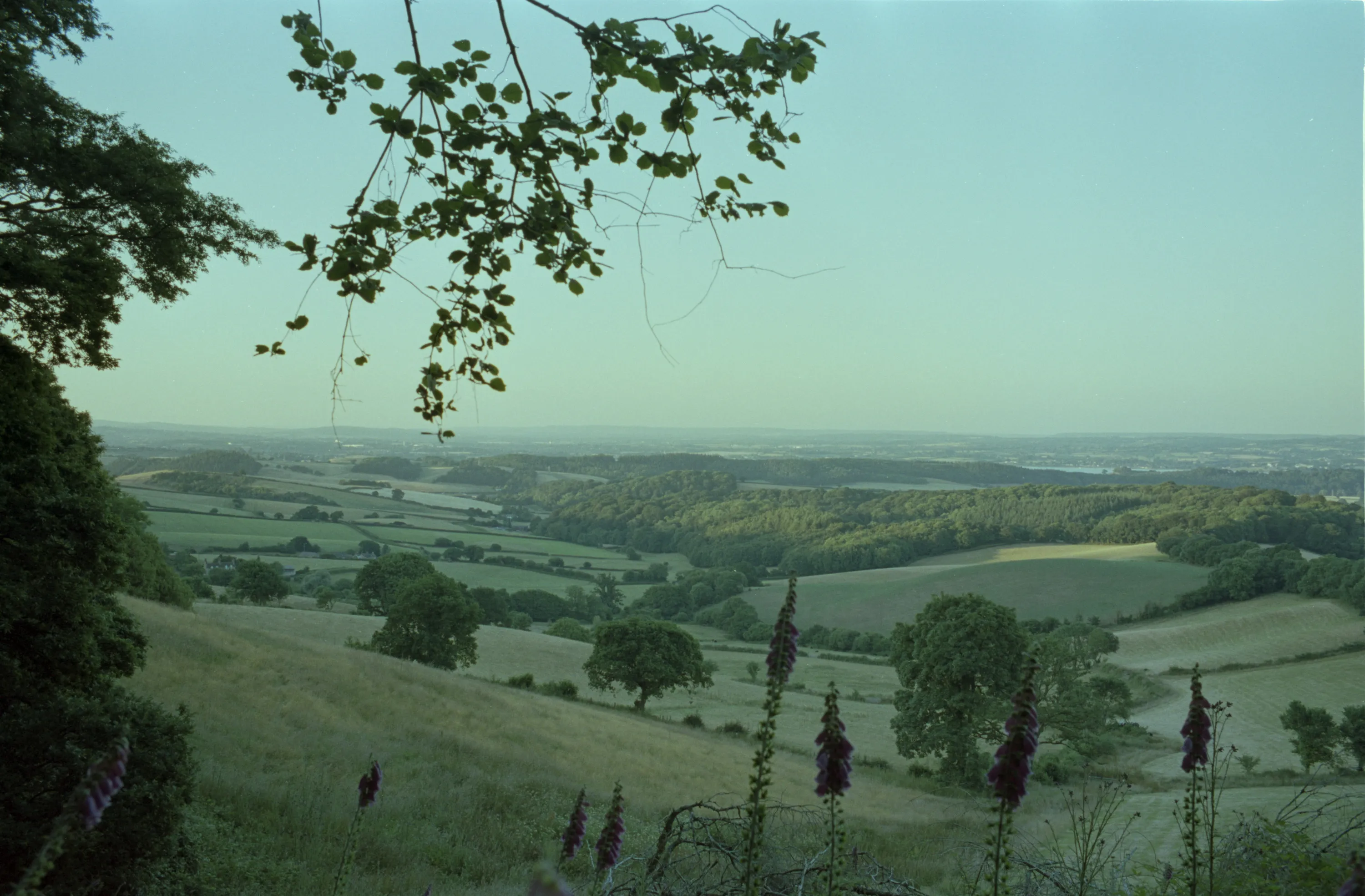 A view down over rolling farmland from the edge of a wood, foxgloves in the foreground, hedged fields and copses receding to a hazy horizon.