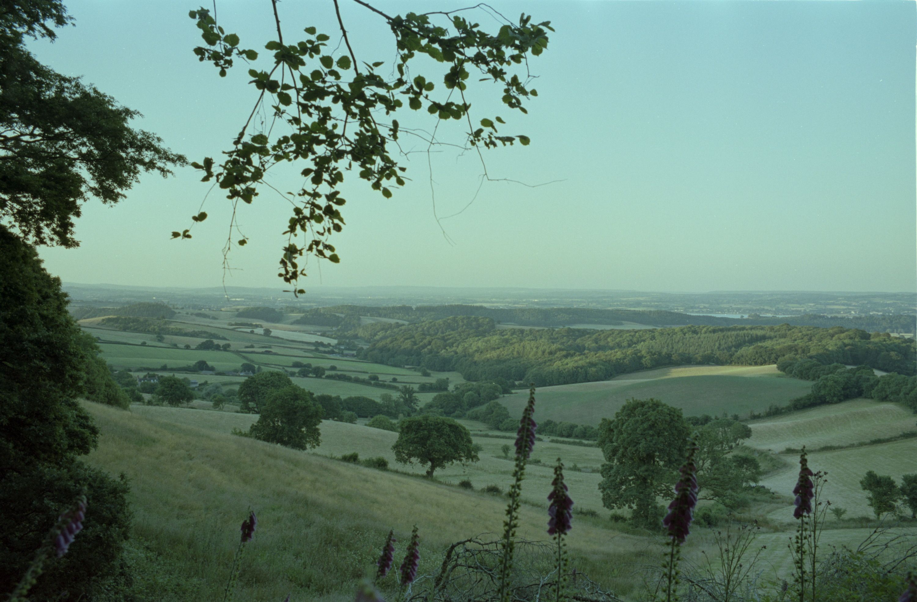 A view down over rolling farmland from the edge of a wood, foxgloves in the foreground, hedged fields and copses receding to a hazy horizon.
