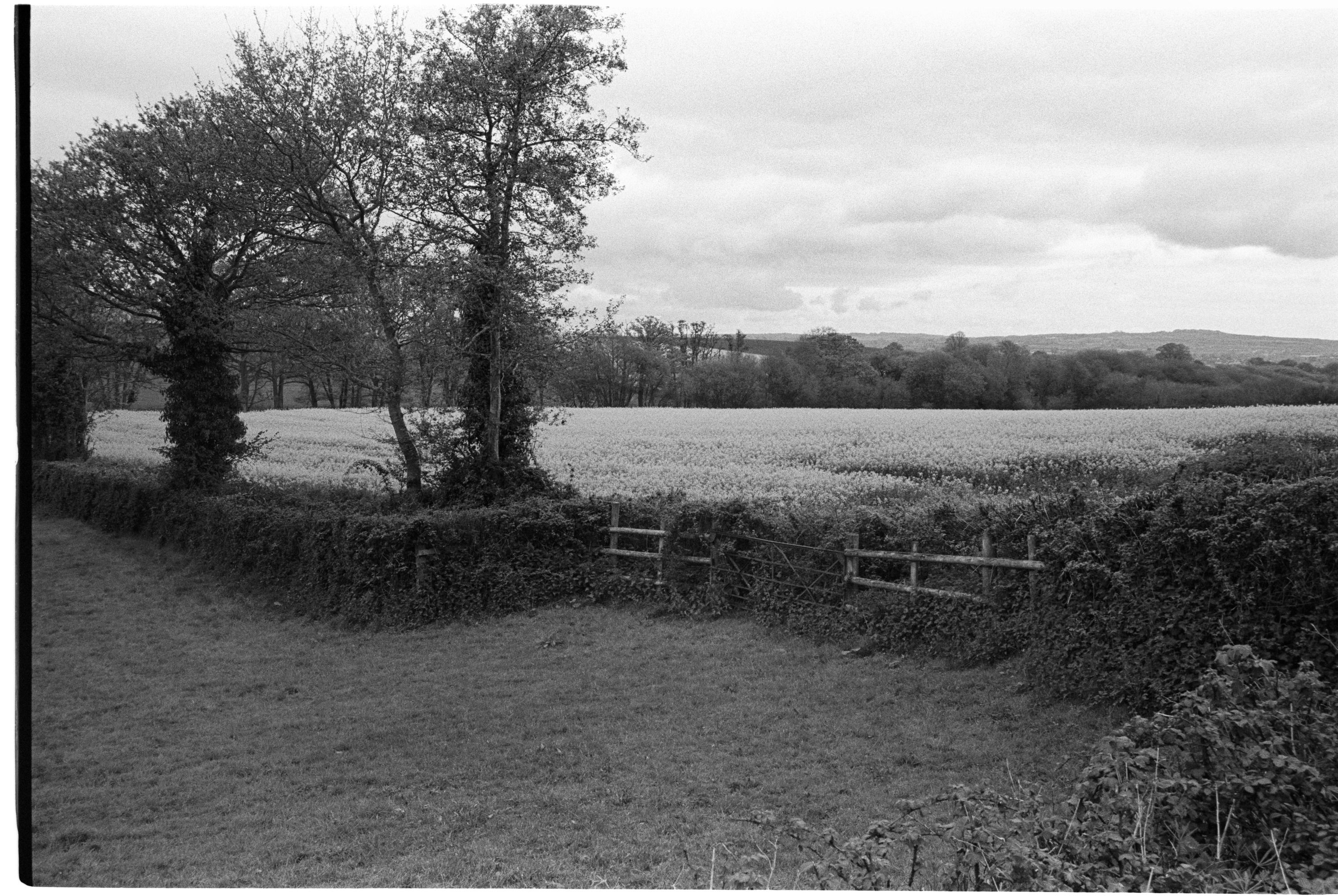 A hedgerow and two bare trees in black and white beside a field of pale flowering crop, a wooden gate set into the hedge and low hills on the skyline.