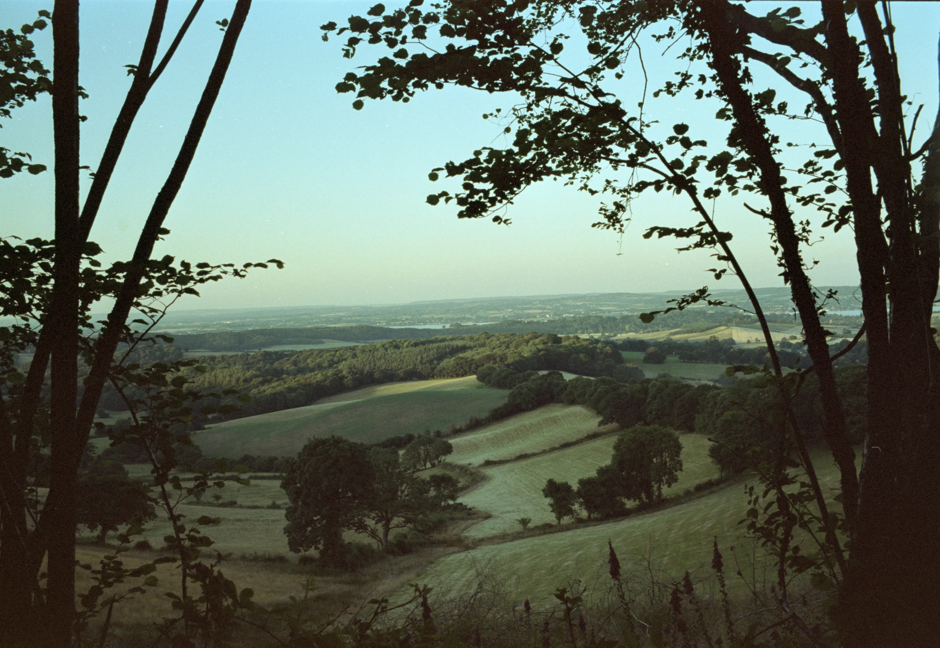 Rolling farmland at dusk seen through the trunks of trees at the edge of a wood, fields and hedges laid out below in fading blue light.