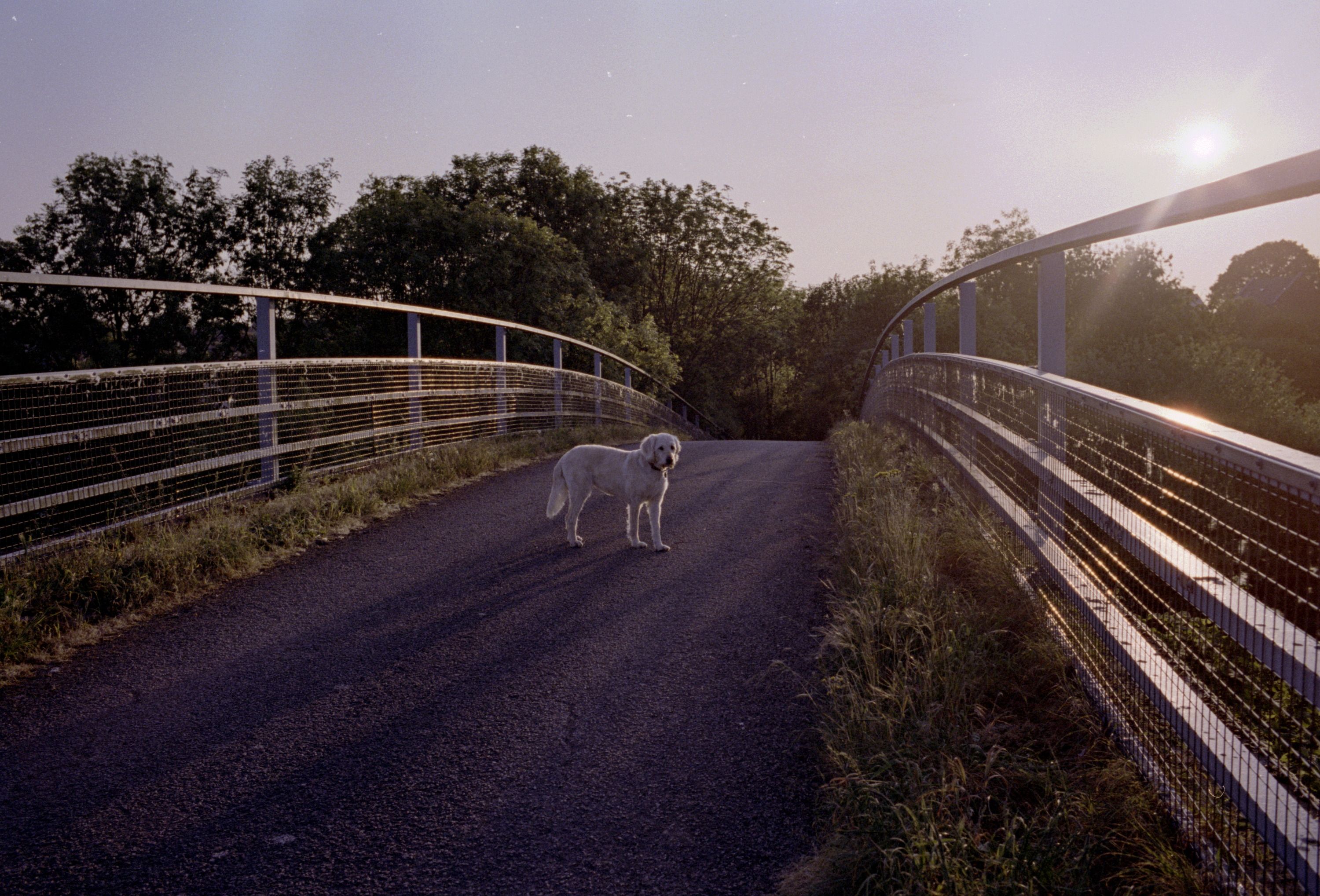 A white dog standing on a curving footbridge at dusk, steel railings sweeping away on both sides and the sun low behind the trees.