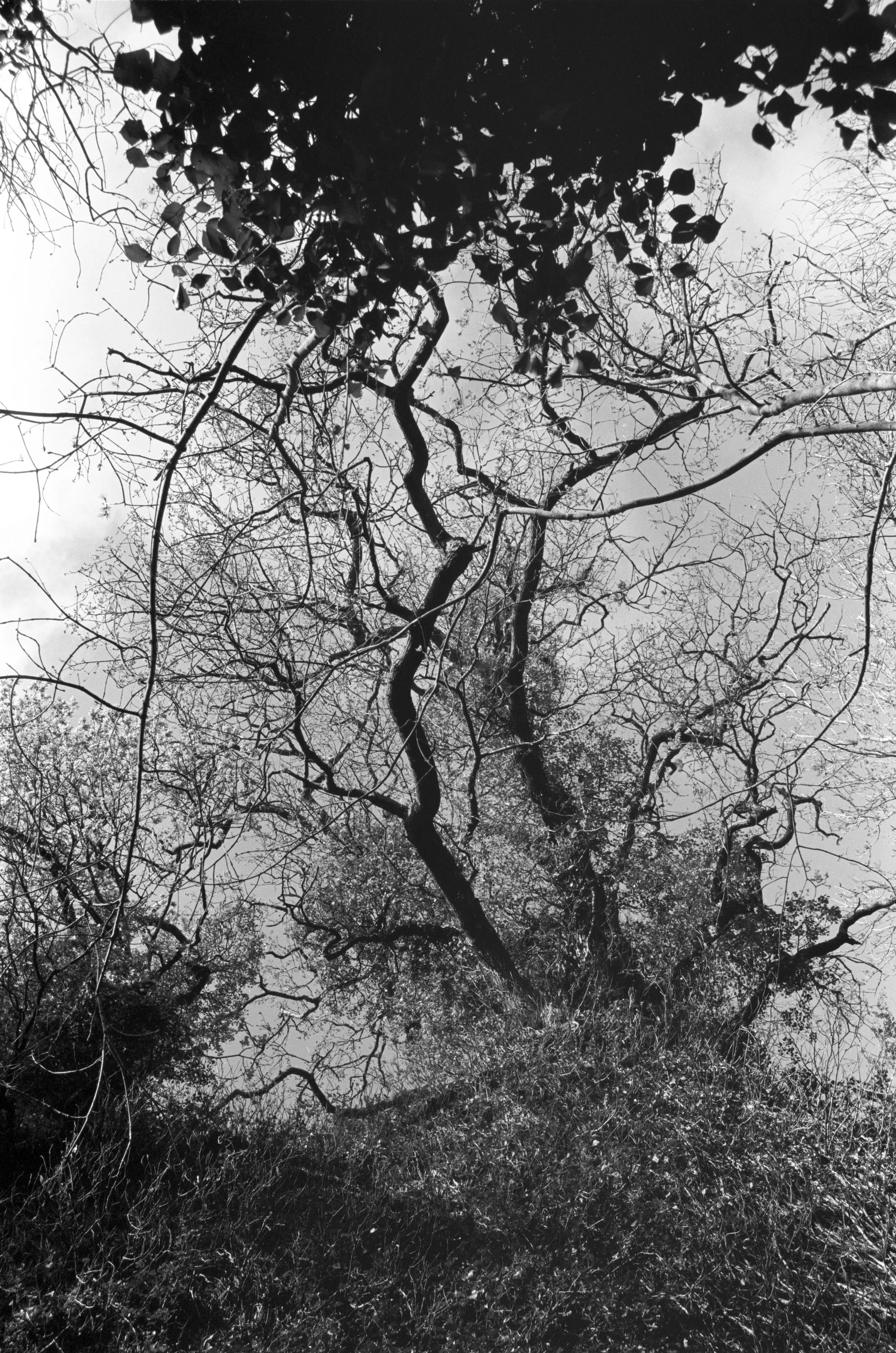 A bare tree photographed from below in black and white, its branches spreading into a bright overcast sky, dark leaves overhanging the top of the frame.