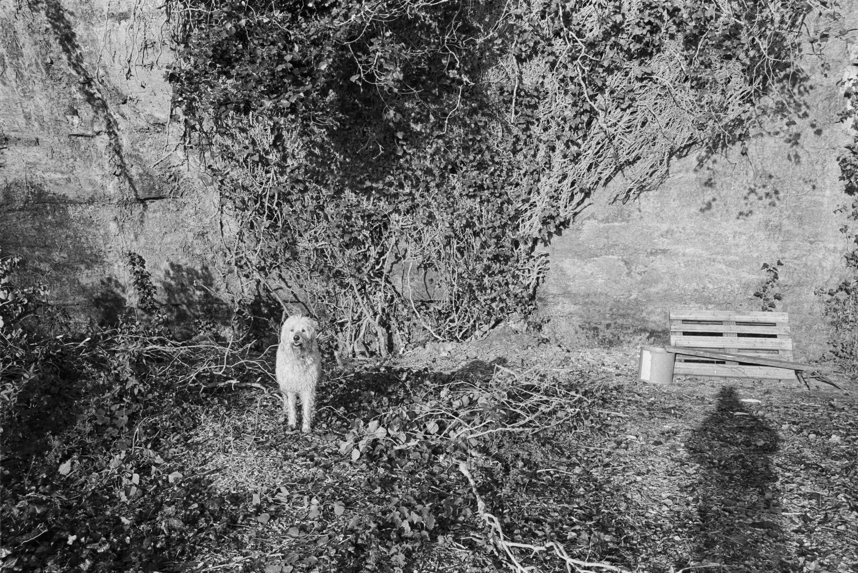A white dog standing among dead leaves and cut branches at the foot of a high stone wall in black and white, ivy hanging down the wall and a wooden pallet propped against it.