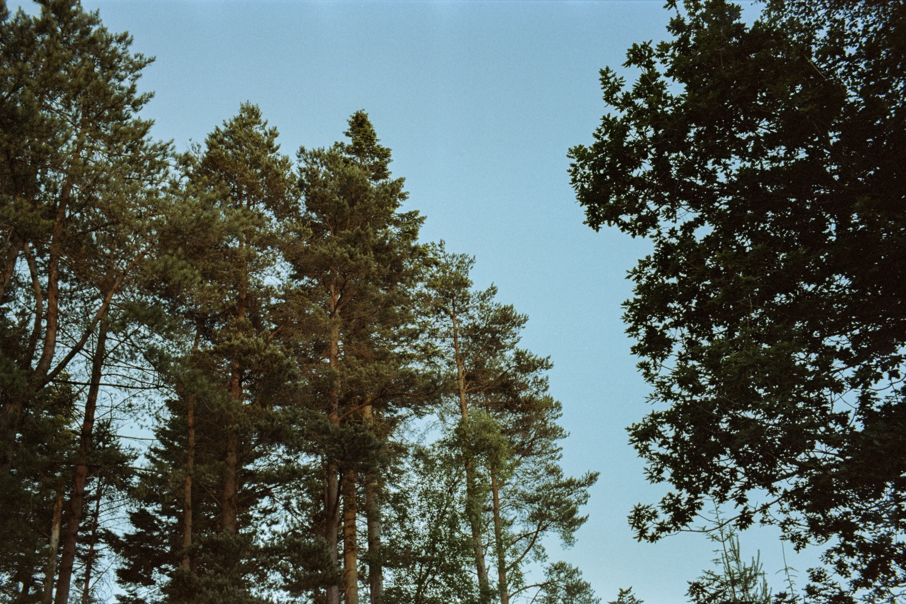 Tall pines and an oak against a clear blue sky, photographed looking up from the edge of a wood.